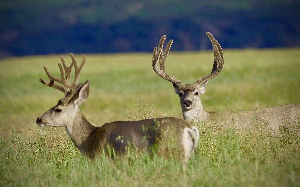 deer